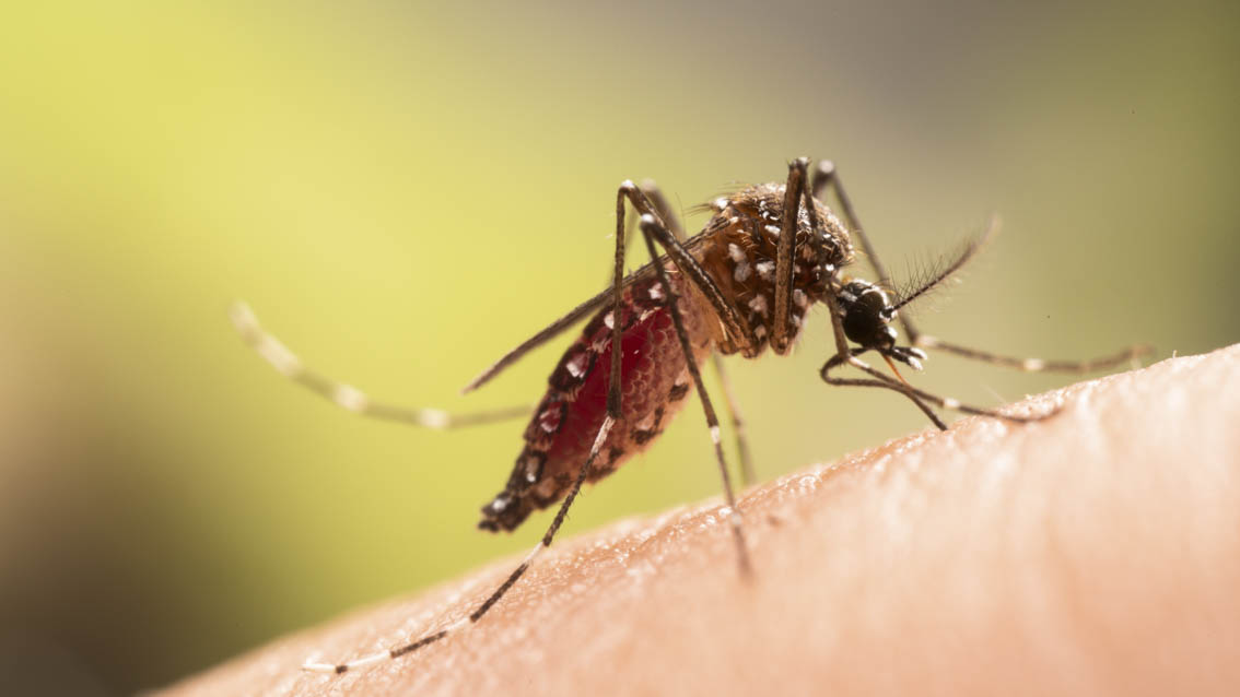 048_Dengue a Catalunya