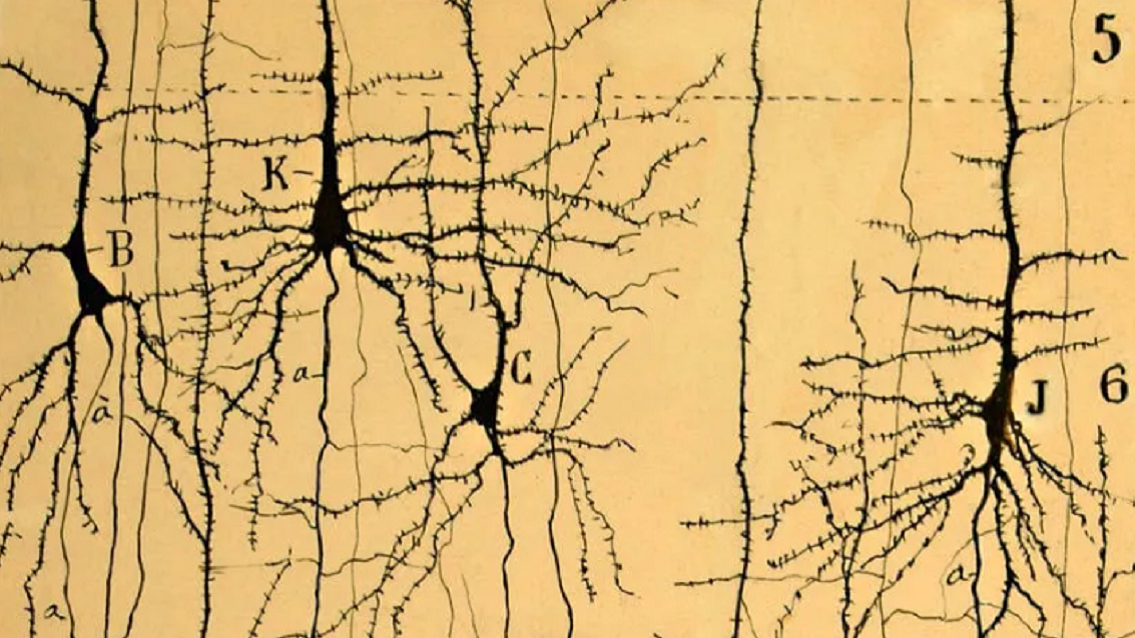 053_Dia Mundial Alzheimer_Ramón y Cajal (1904)_Album