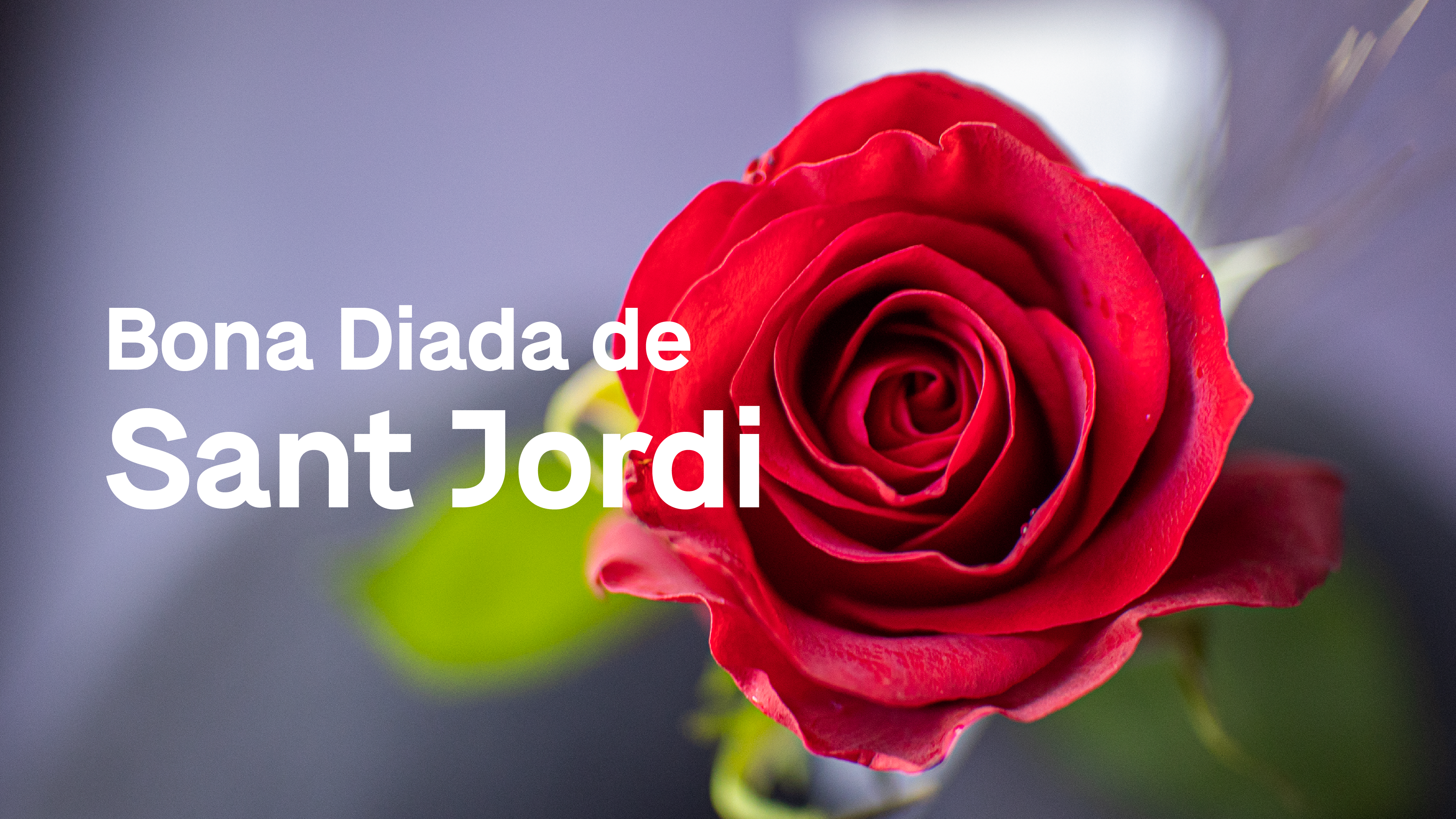 015_Bona Diada de Sant Jordi