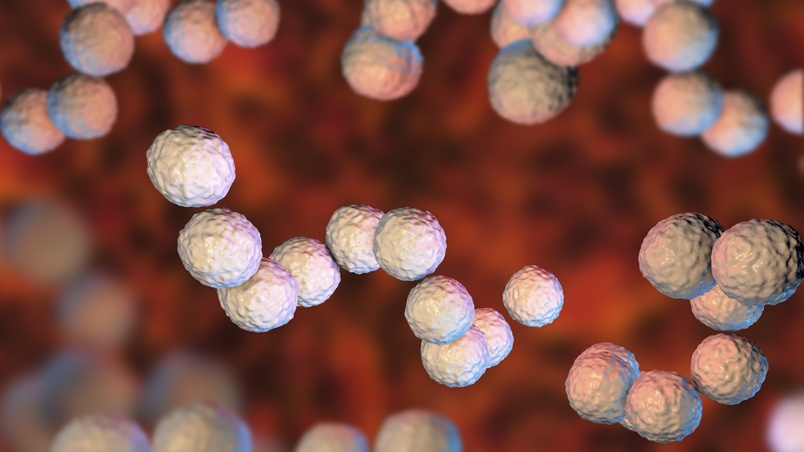 Estudi Streptococcus Pyogenes Microbiologia Dibi